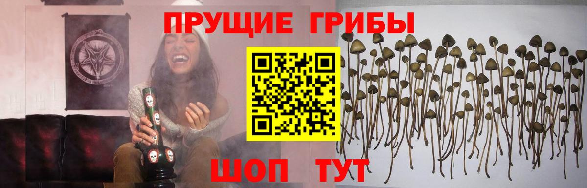 наркота  Вход с VPN  Дальнереченск  Галлюциногенные грибы Magic Shrooms 